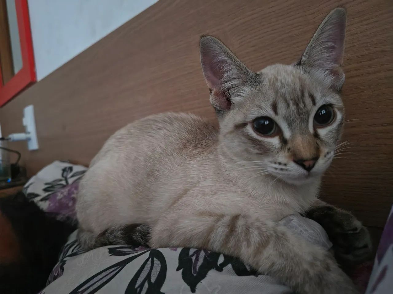 Gata fêmea  - Foto 4