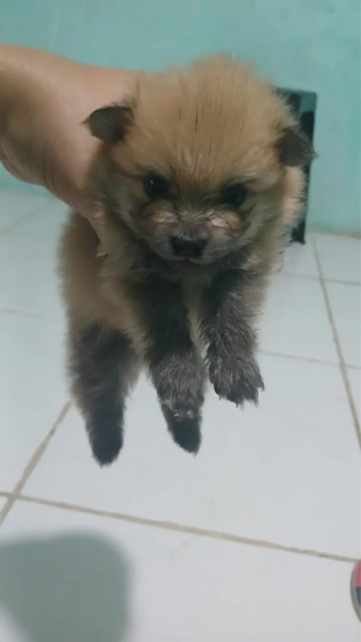 Spitz Alemão anão  - Foto 3