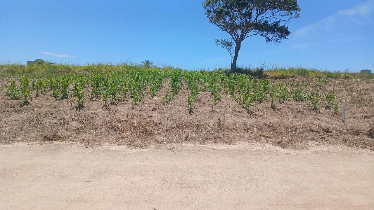 Terreeno - Foto 5