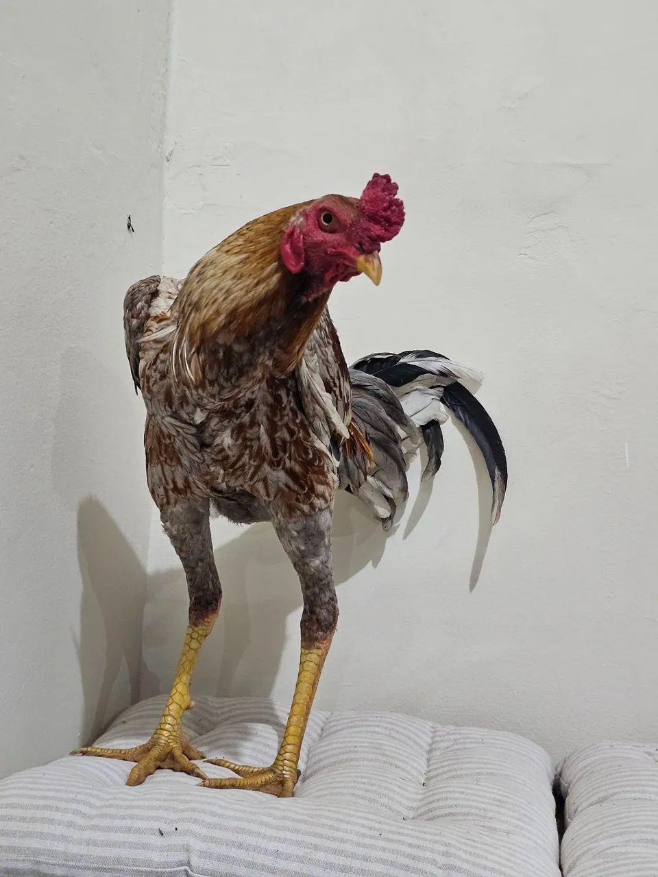 Galo - Foto 3