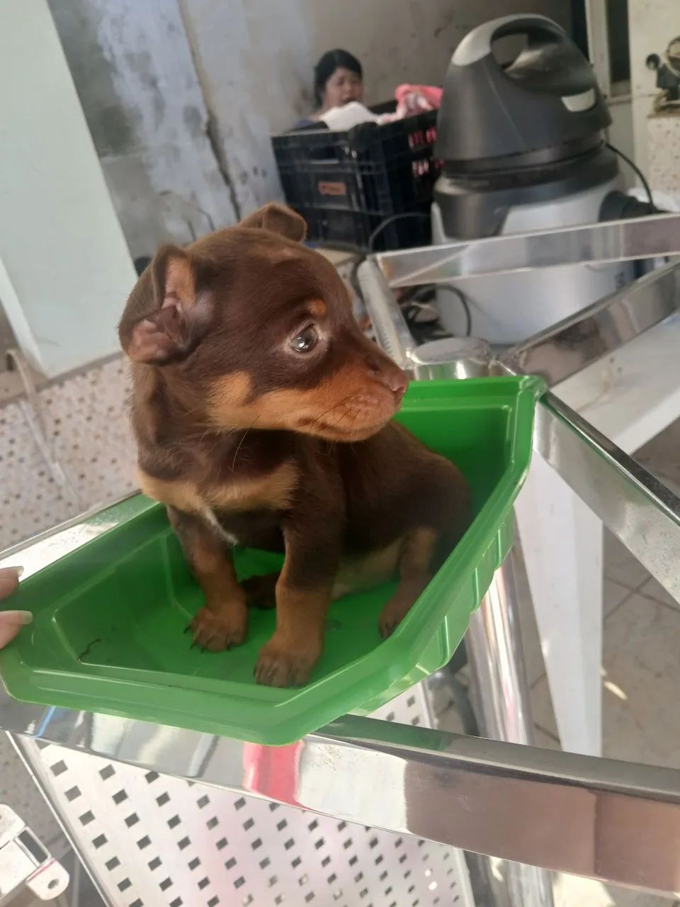 Vendo pinscher macho - Foto 2