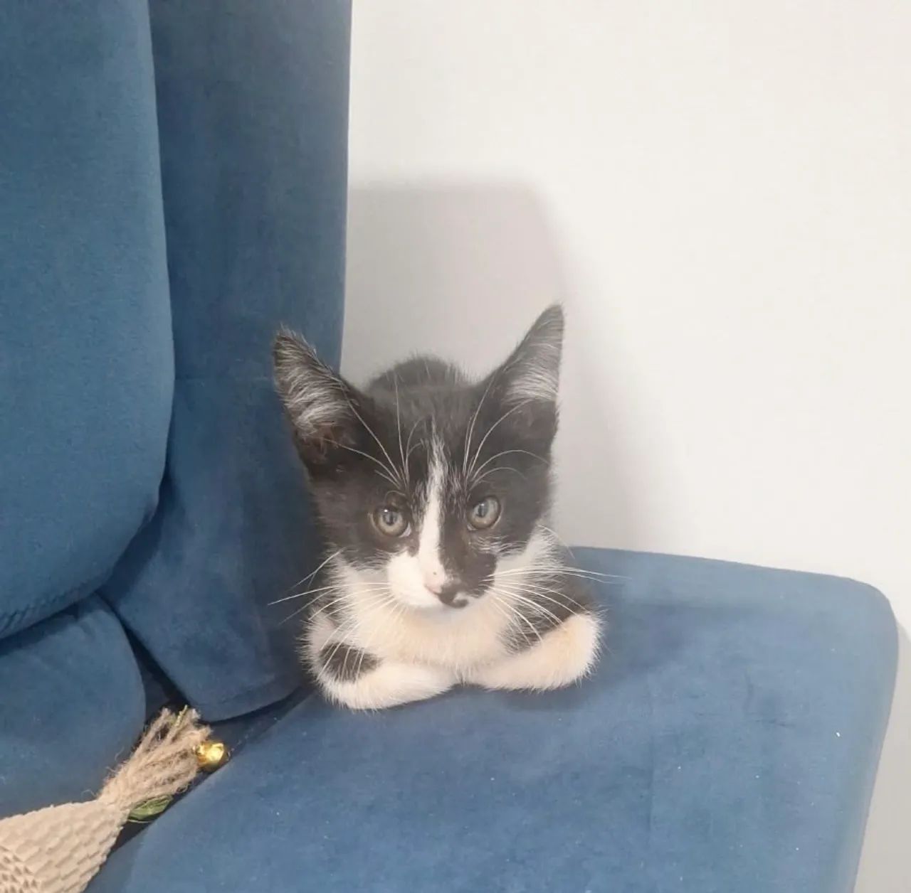 DOAÇÃO GATINHA - Foto 2