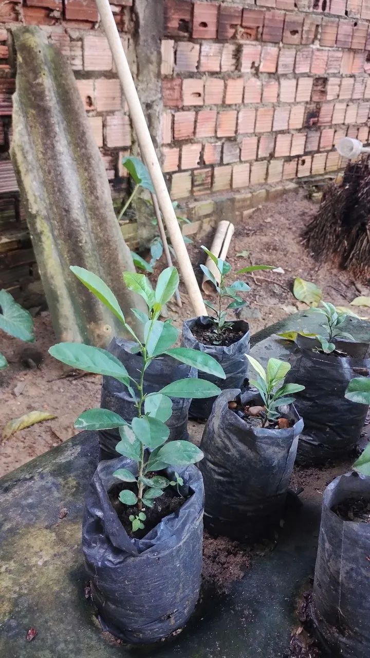 Mudas de LIMÃO TAITI, Acerola e Bananas Baier e prata e coco apartir de 25,00 - Foto 4