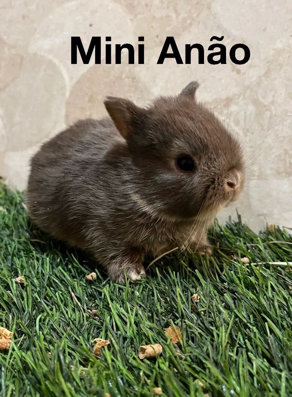 Mini coelhos  - Foto 3