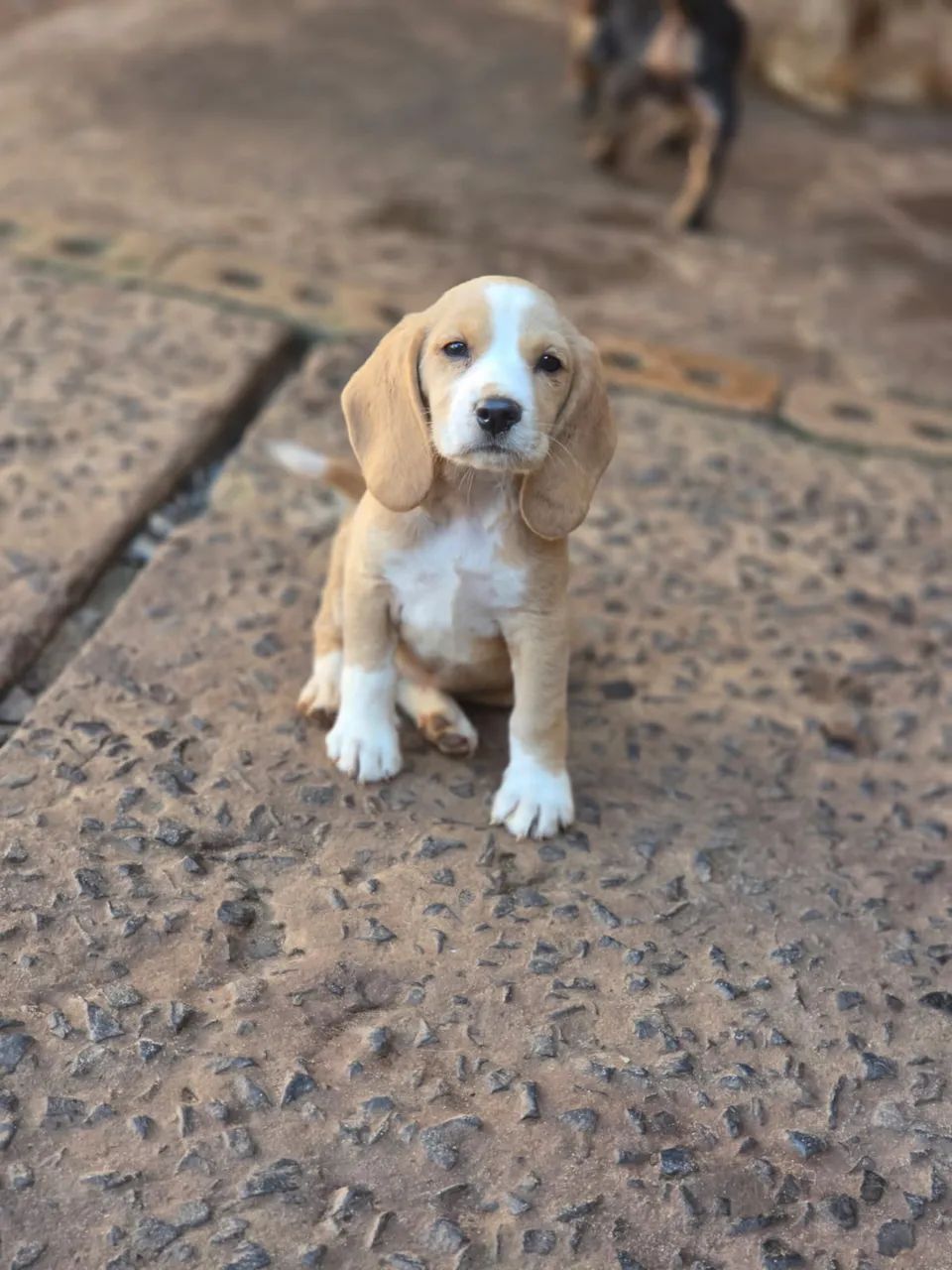 fêmea beagle 
