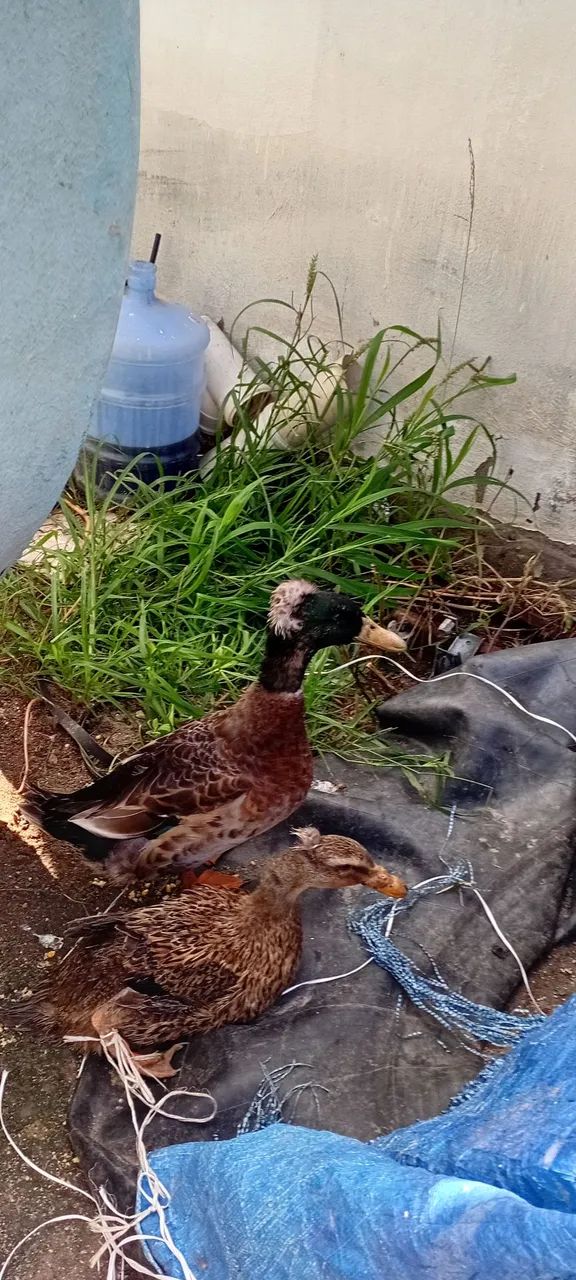 Casal de Patos