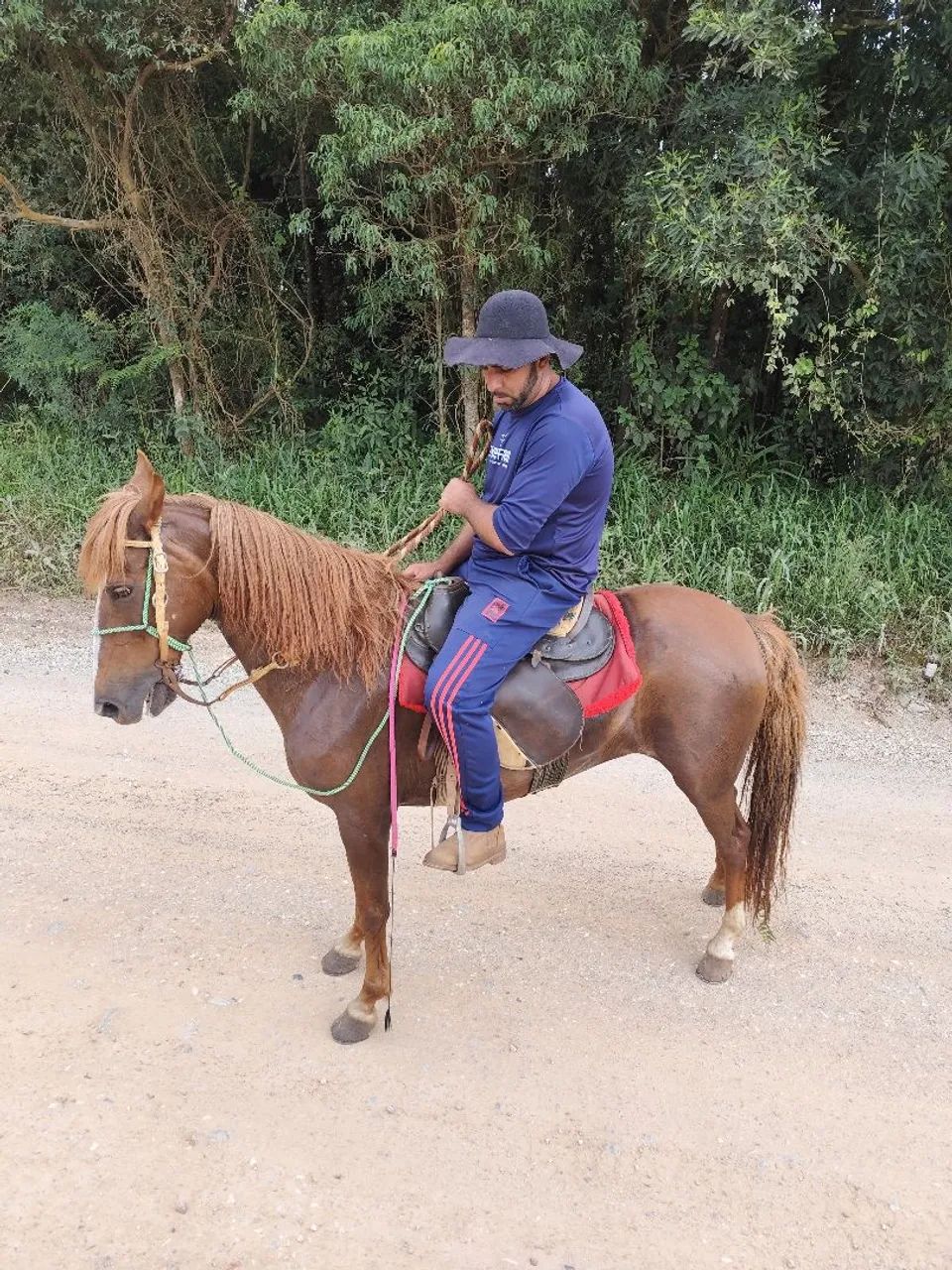 Égua marchadeira - Foto 4