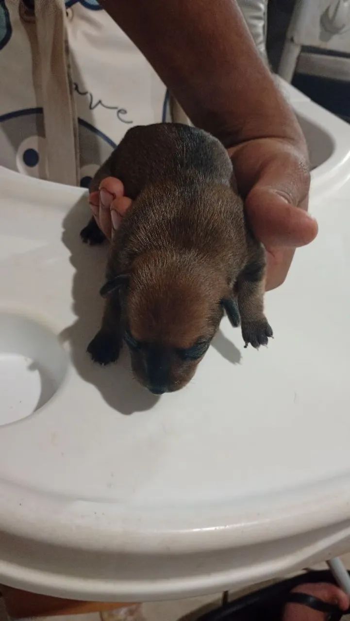 Pinscher 1 - Foto 2
