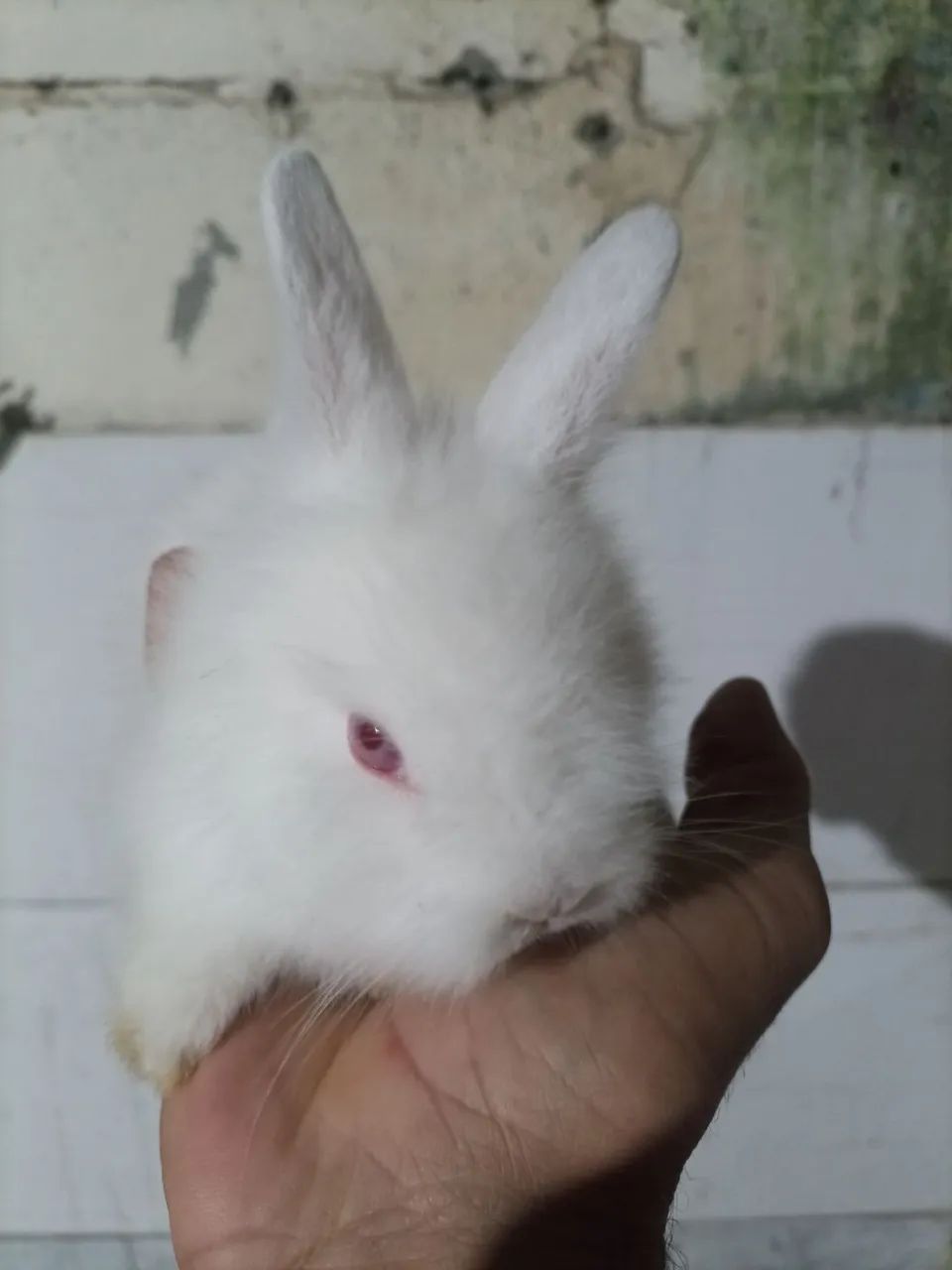 Mini laon 434735871175567362