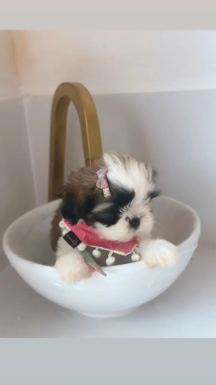 Shihtzu - Foto 2