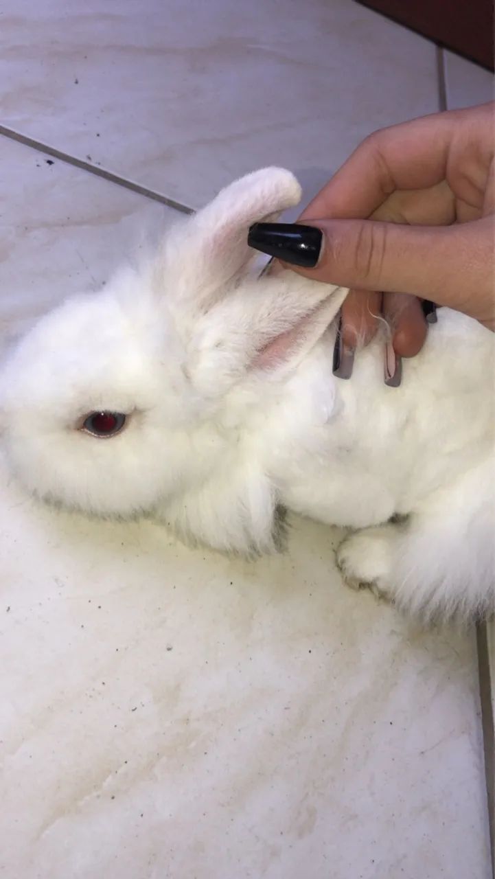 Pet