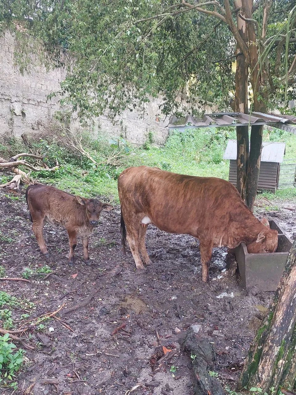 Vaca com bezerra  - Foto 2