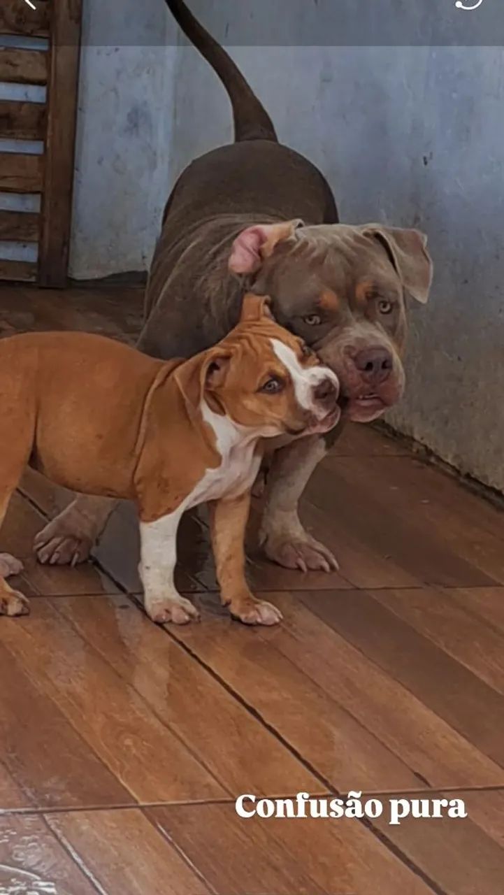 American bully - Foto 3