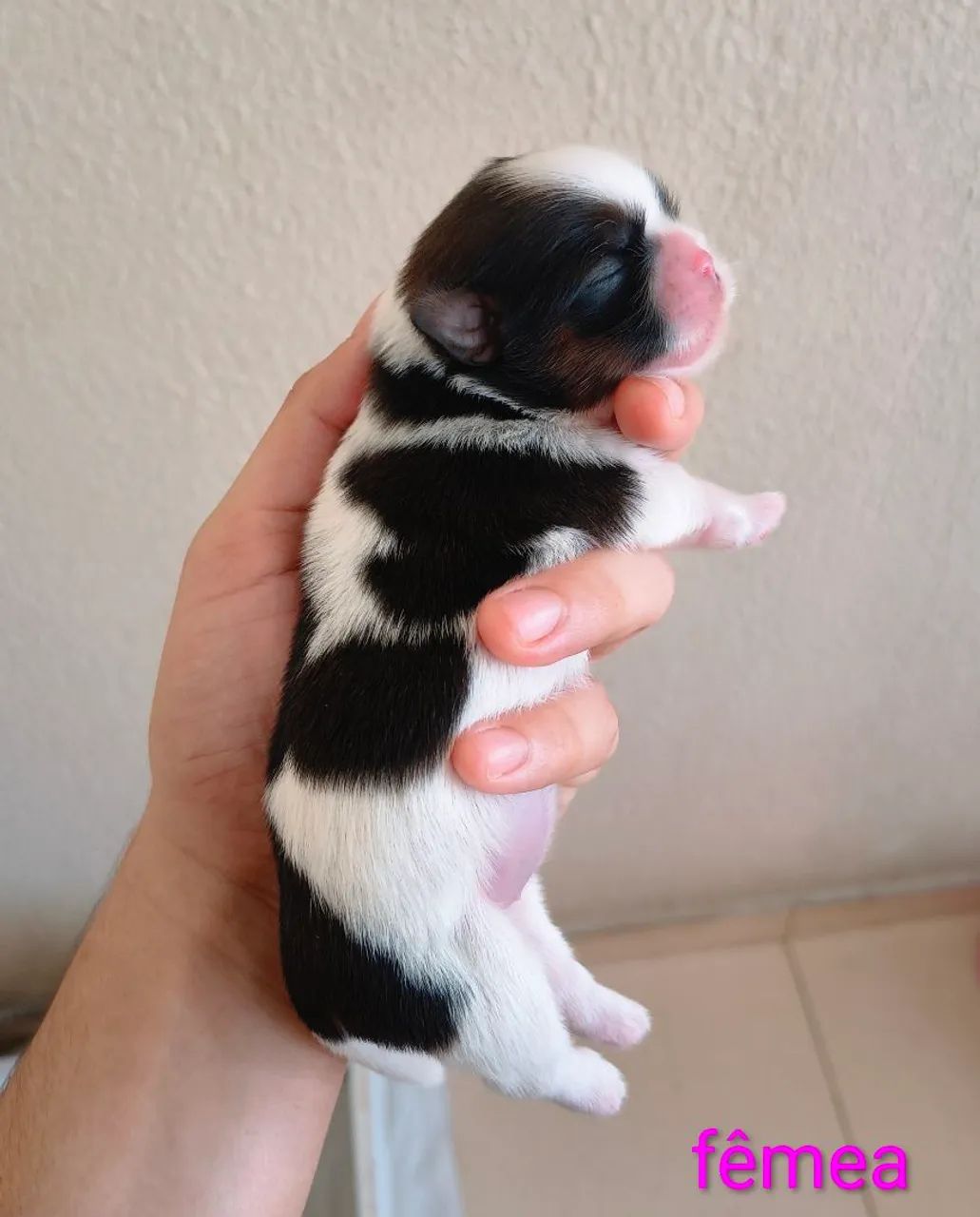 Filhotes de Shih Tzu Micro legítimos - Foto 5