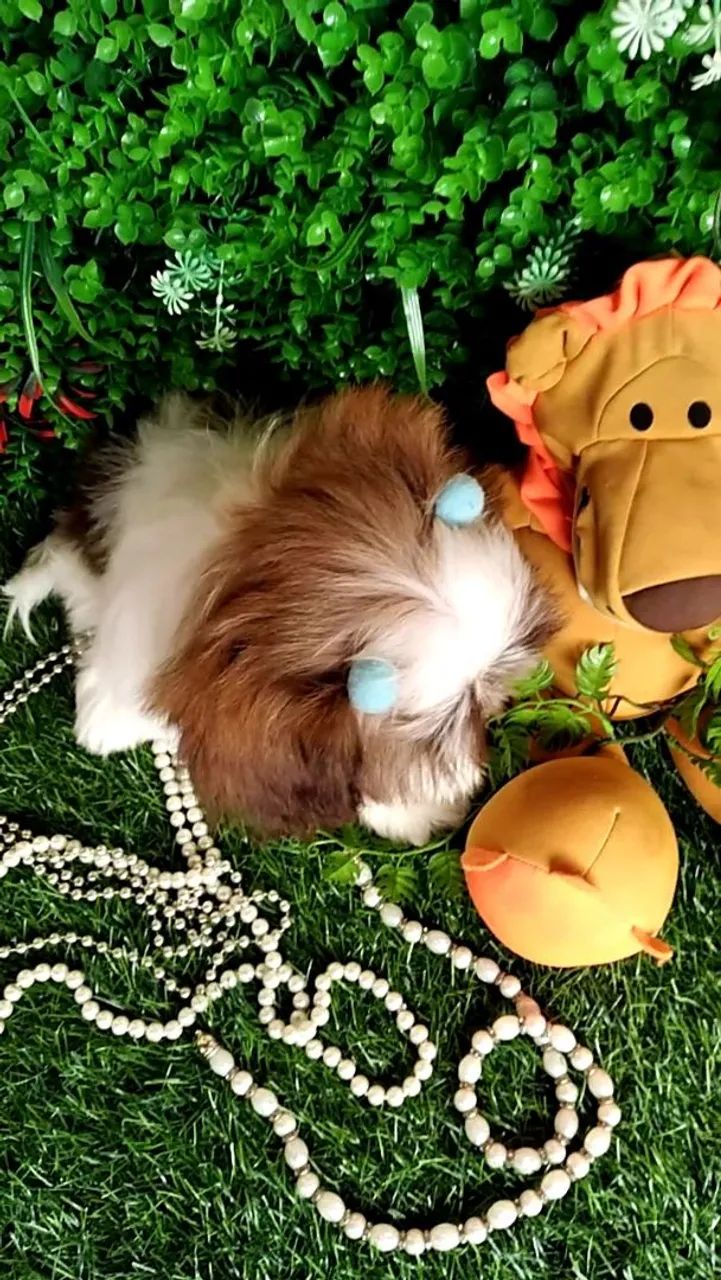 Filhote Shih tzu Macho Caramelo - EvaFilhotes  - Foto 5
