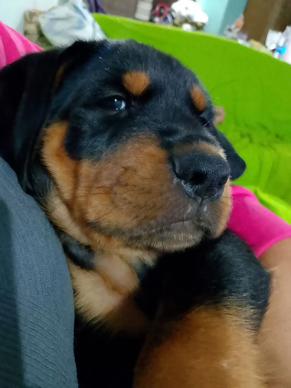 Cachorro  - Foto 2