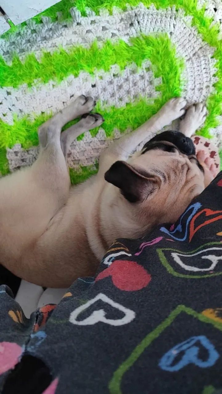 Pug macho  - Foto 3