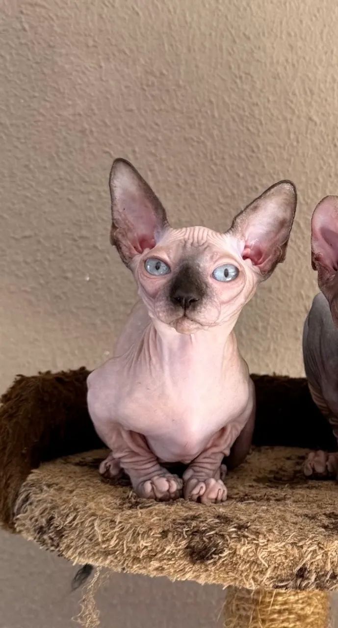 Filhote Sphynx  - Foto 4