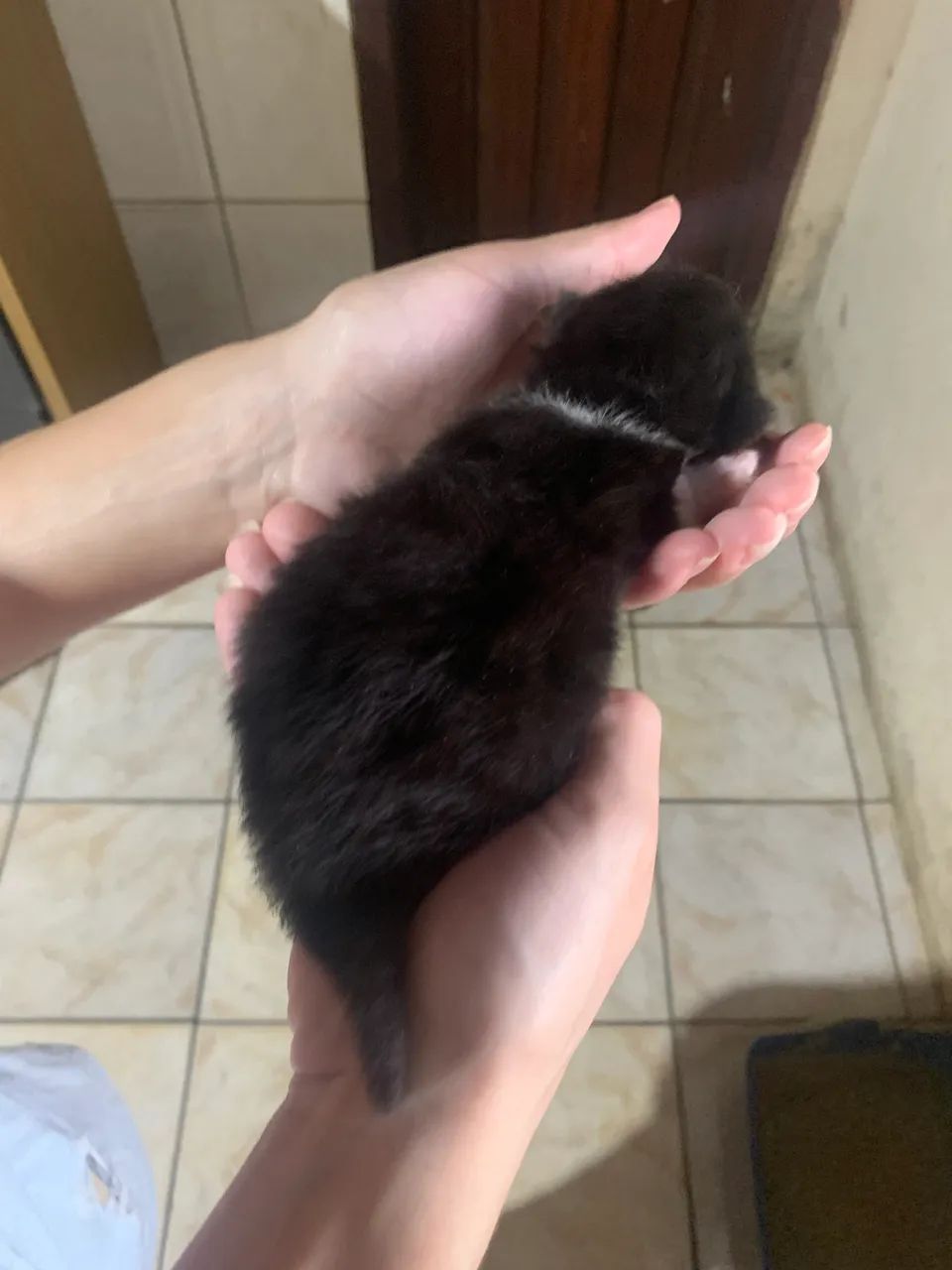 Gato persa - Foto 3