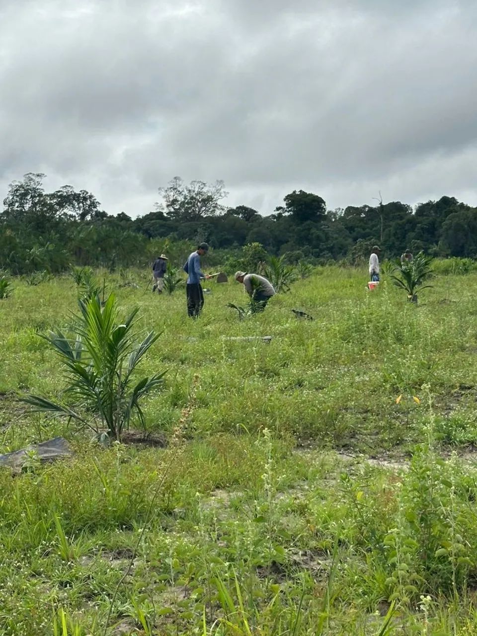 EXCELENTE FAZENDA NO ACARÁ - Foto 4