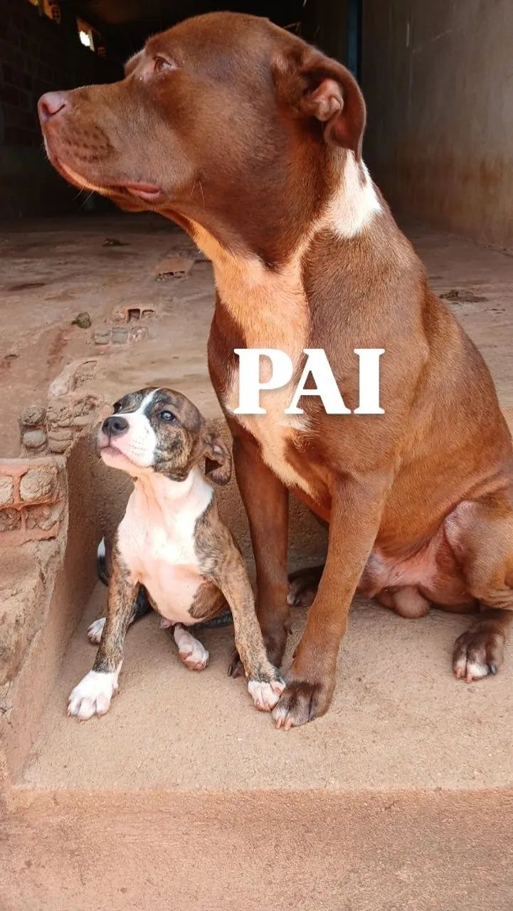 Filhote de Pitbull  - Foto 2