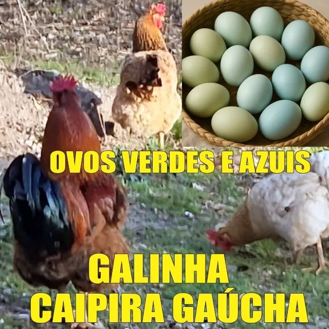 Galinha Caipira Gaúcha - Ovos Verdes e Azuis