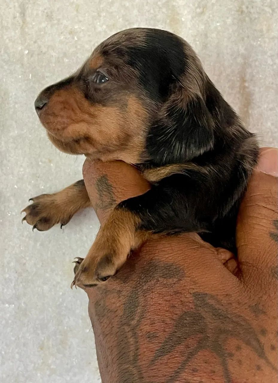 Cachorro 