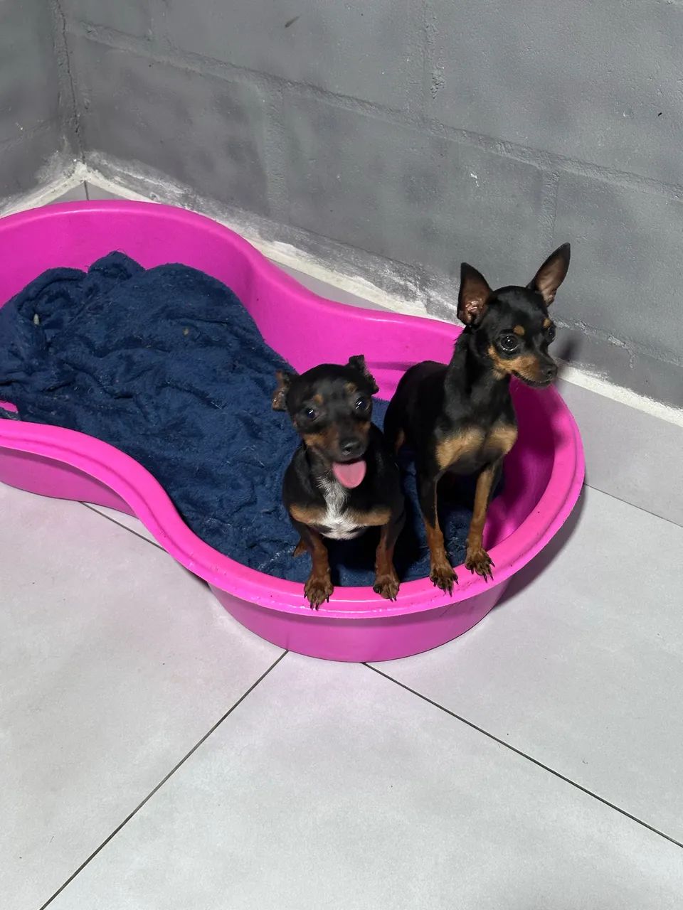 Casal de Pinscher 