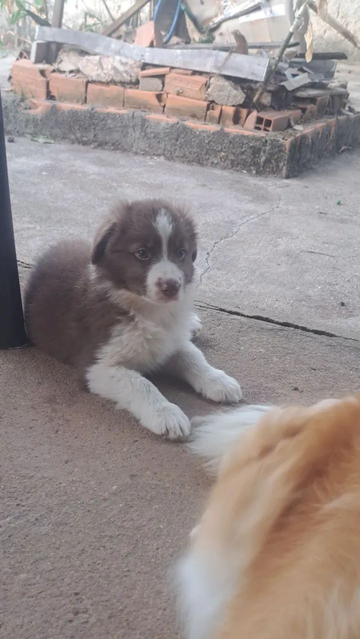 Macho de border collie  - Foto 2