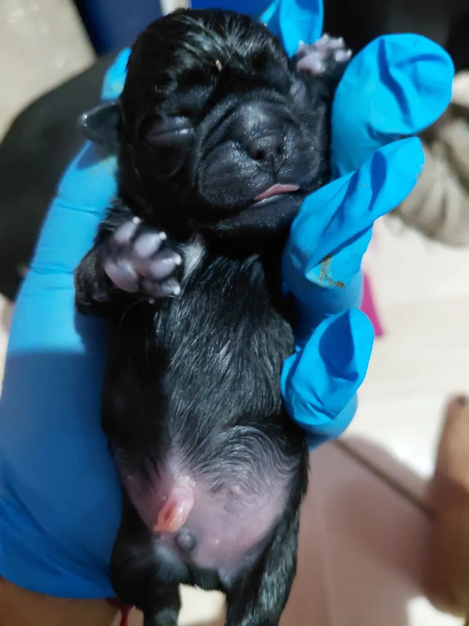 Filhotes pugs