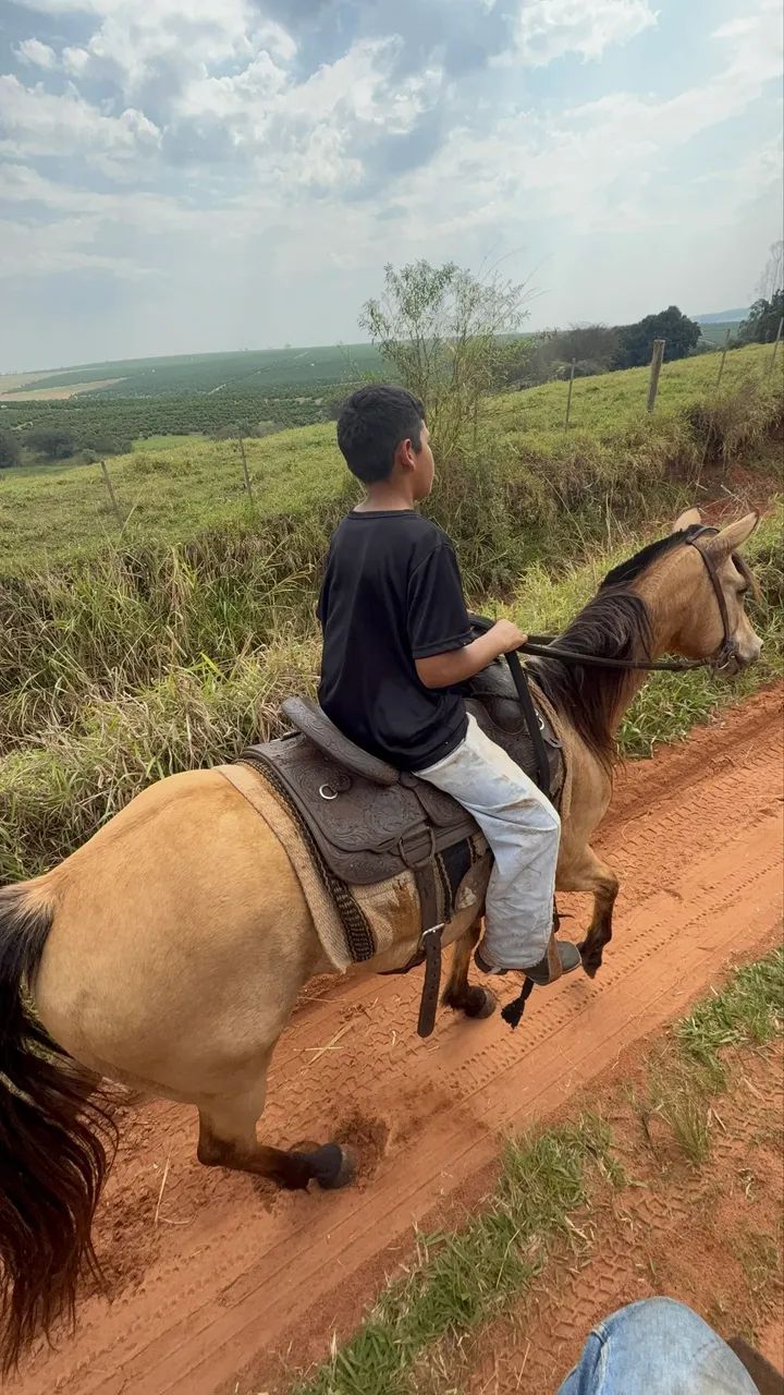Égua QM - Foto 5