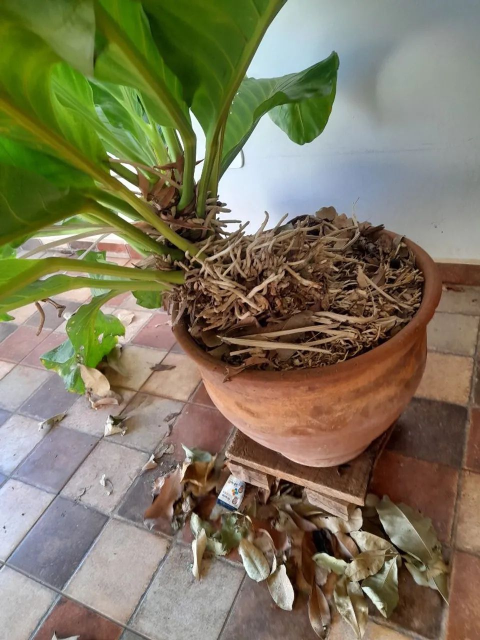 Anthurium  - Foto 5