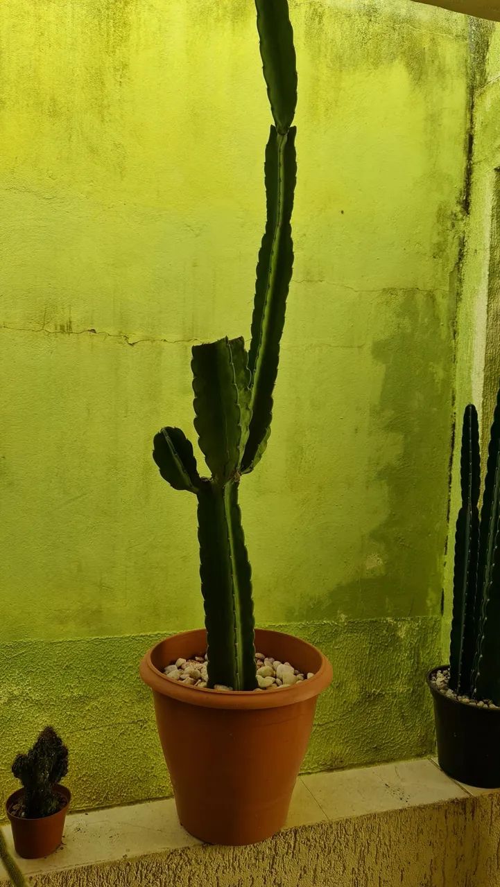 Cactos Mandacaru  - Foto 3
