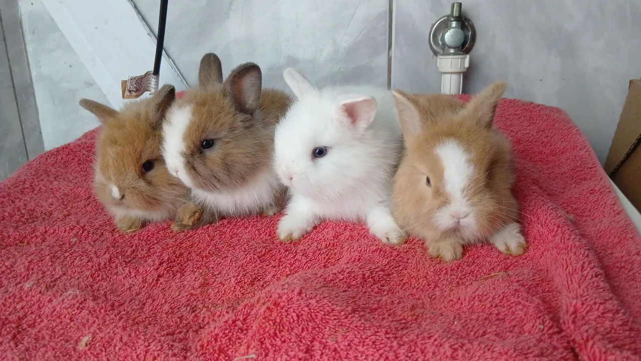 Mini coelhinhos 