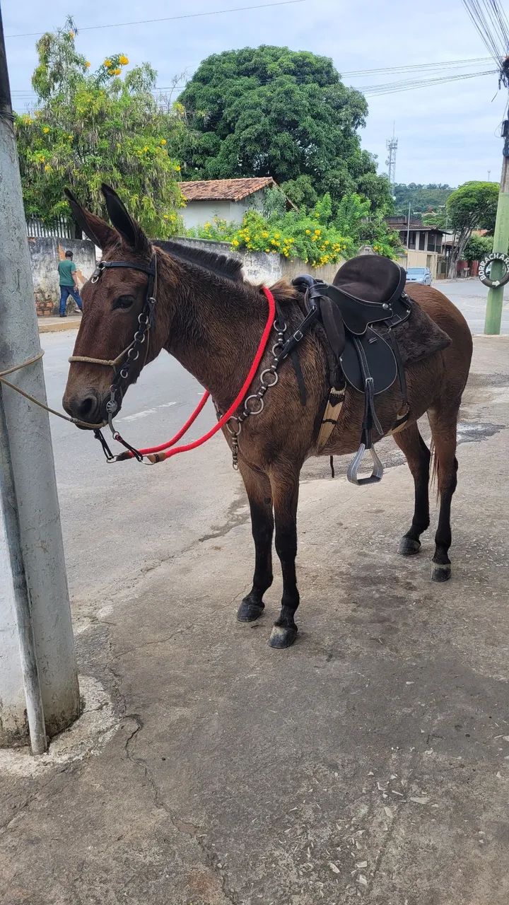 Mula de patrão  - Foto 3