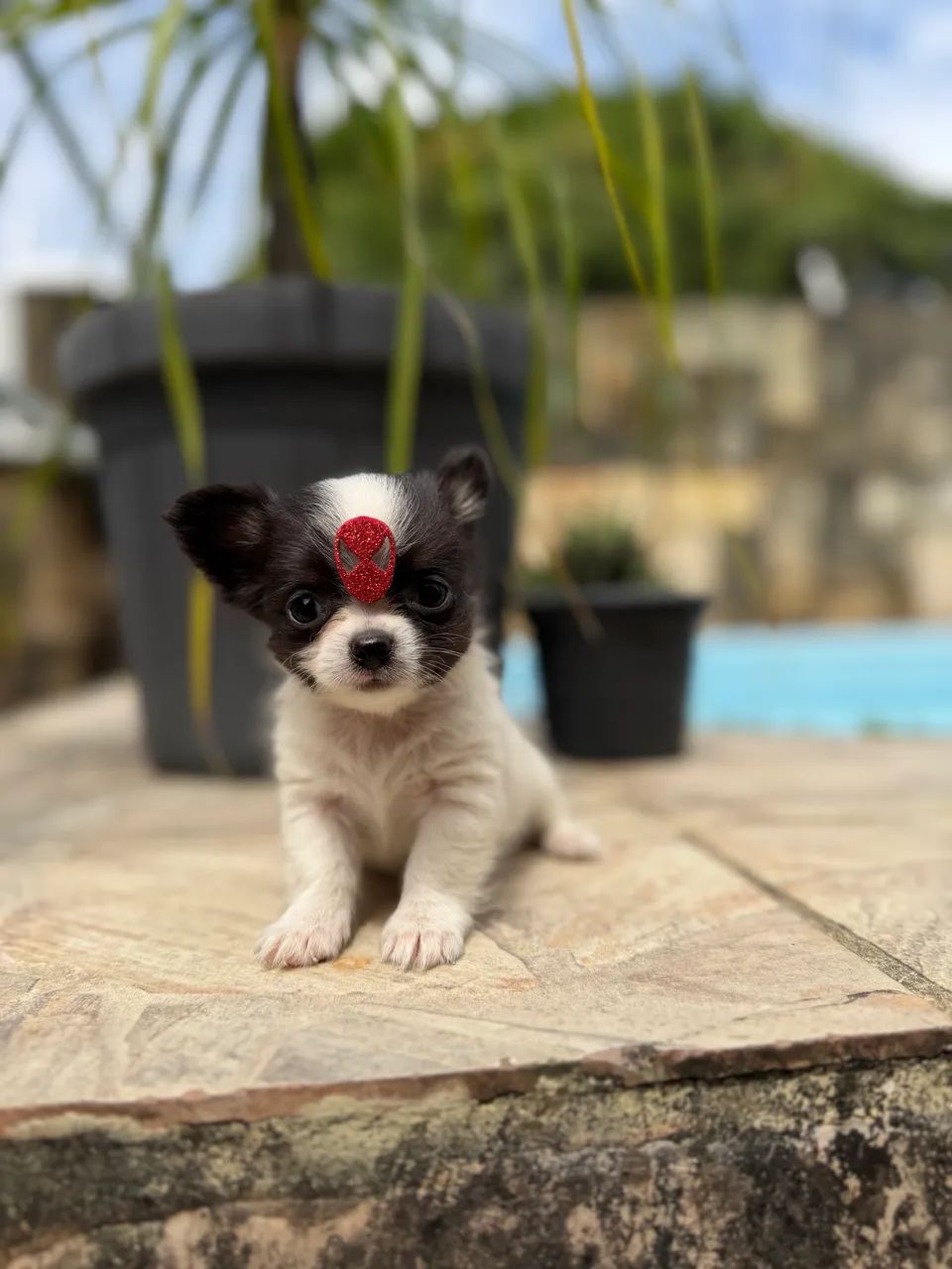 Chihuahuas - Foto 3