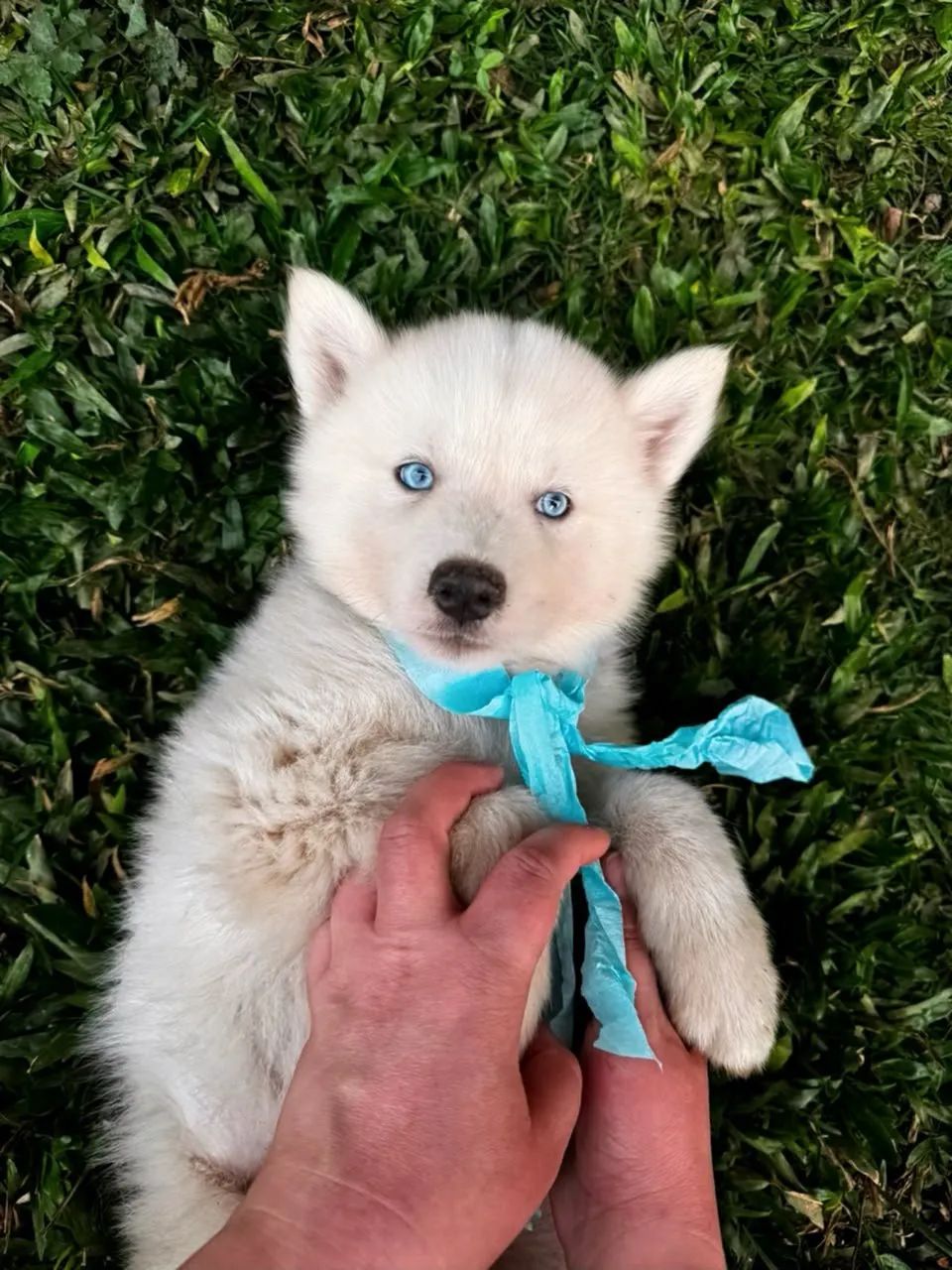 Bebês Husky  - Foto 3