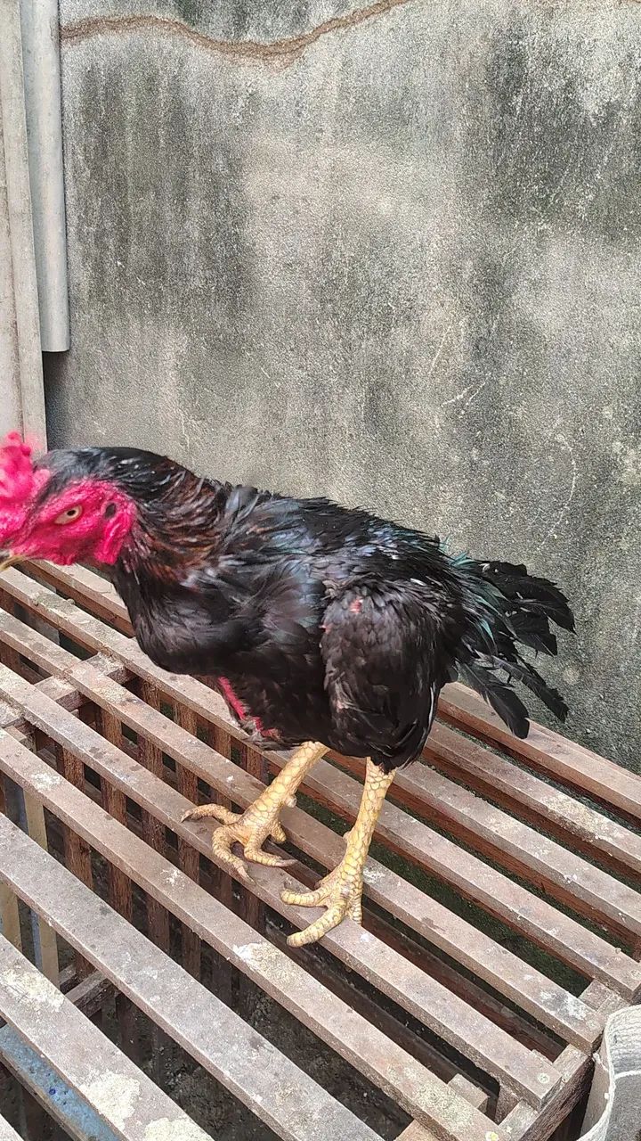 Casal de frango da raça Mura ideal para reprodutor r$ 500 individual r$ 300 - Foto 4