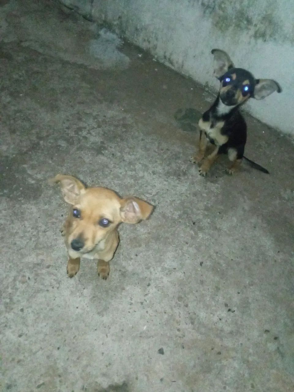 Doacao cachorro macho