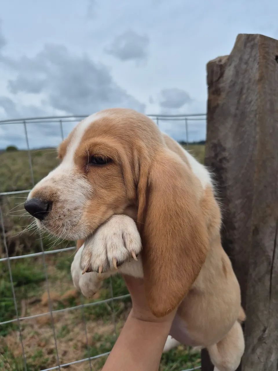 Basset hound macho  - Foto 4