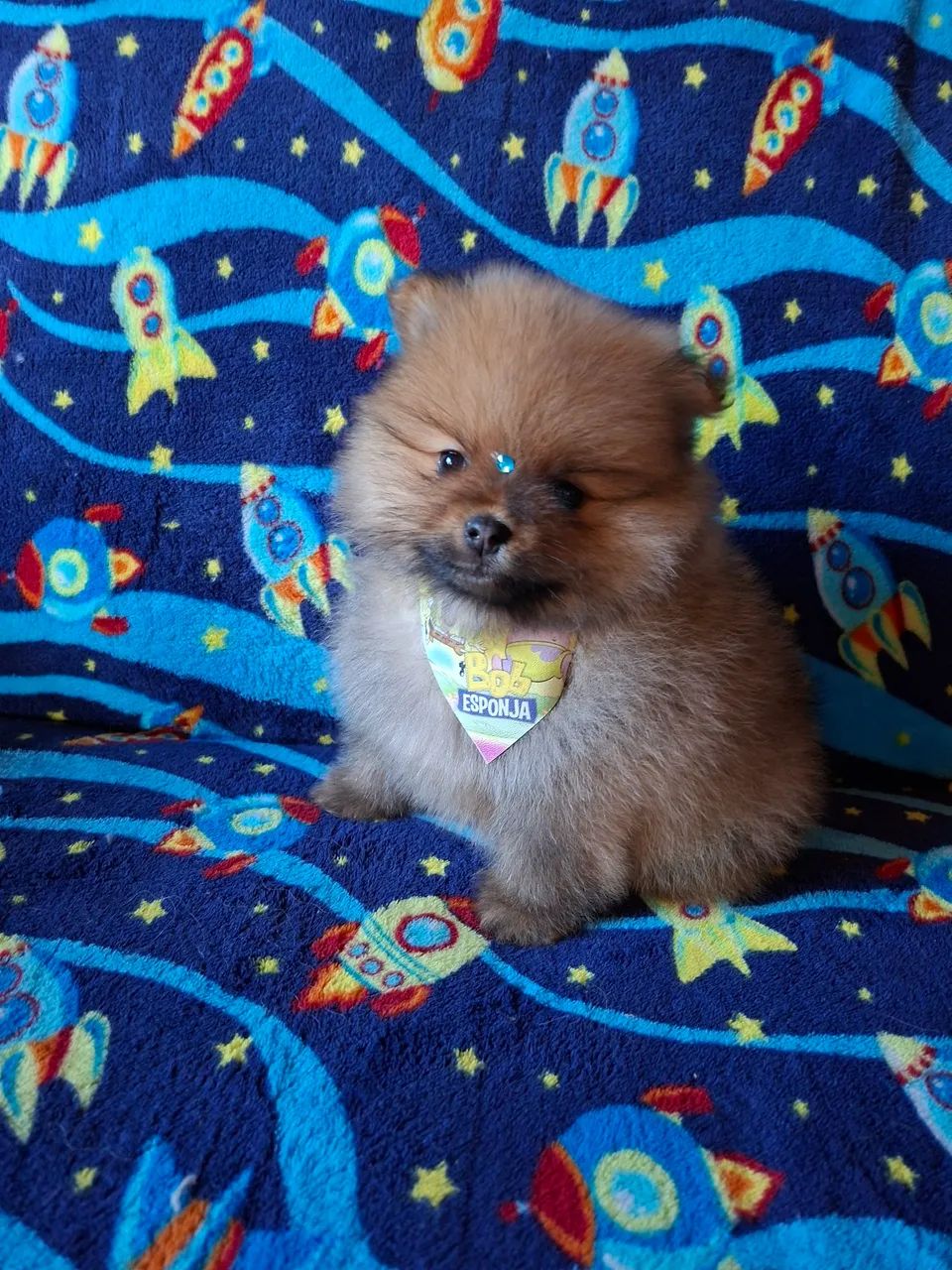 Cachorros e acessórios  - Foto 2