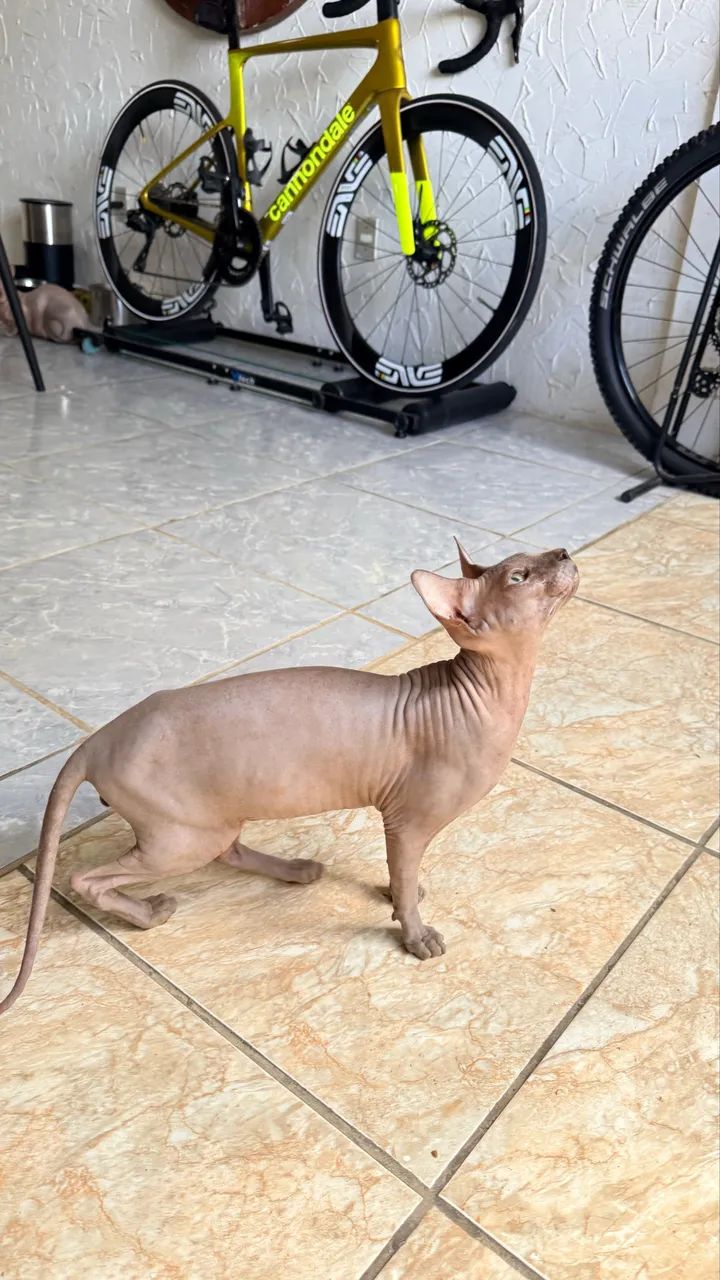 Gato Sphinx Macho Disponível. - Foto 5