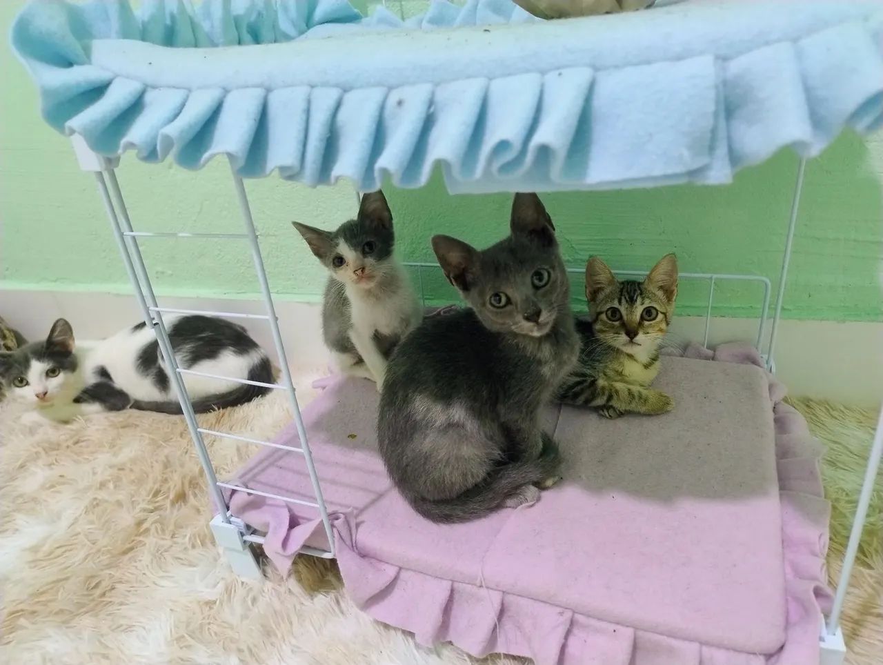 Gatinha fêmea filhote adoção responsável 