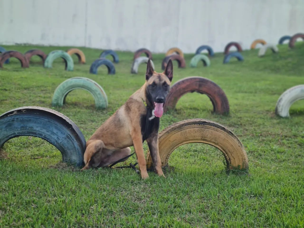 Excelente oportunidade Malinois - Foto 2