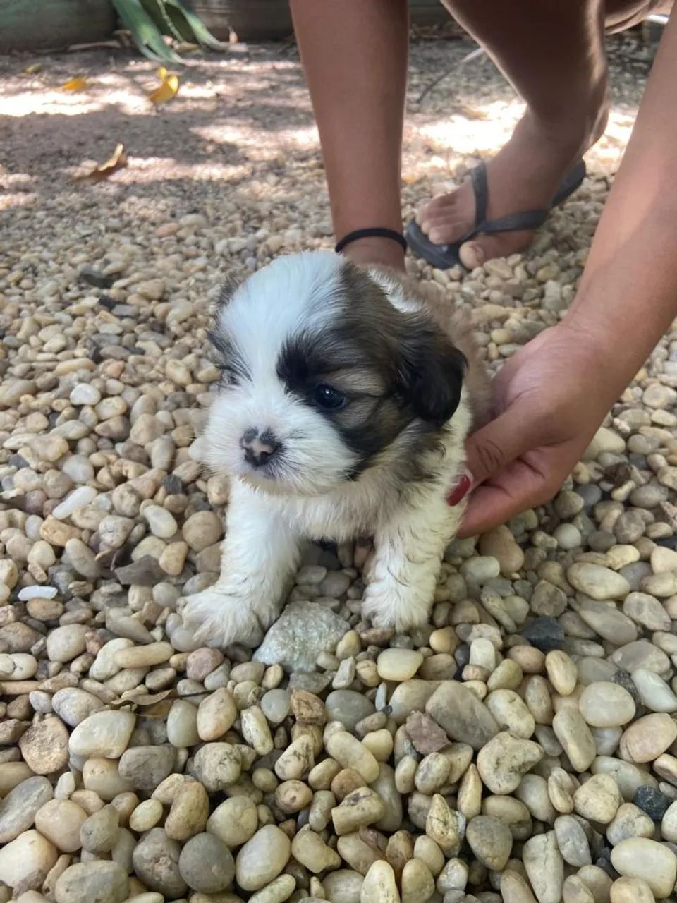 Cachorro 