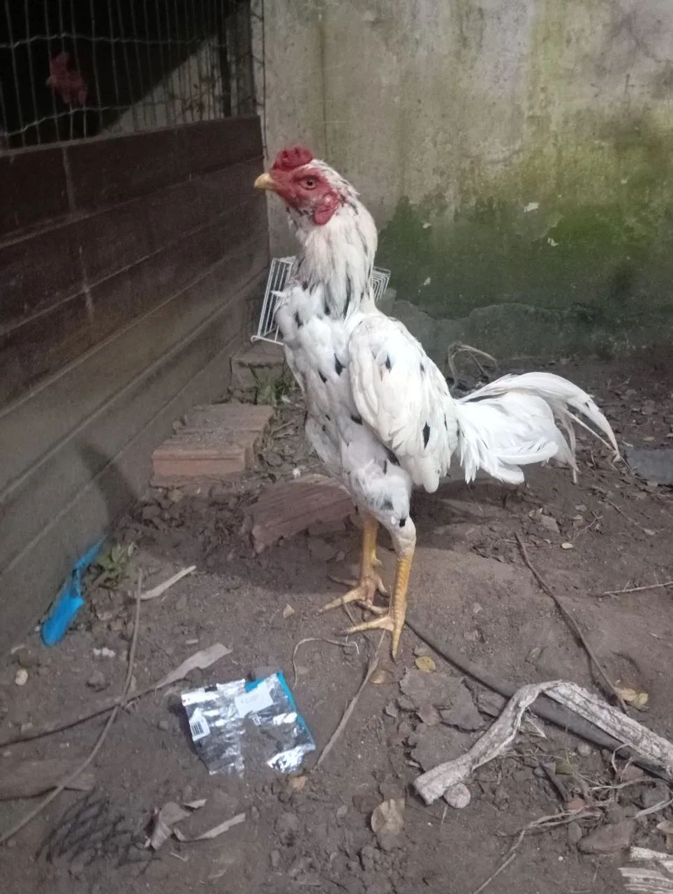 Frango de raça  - Foto 4