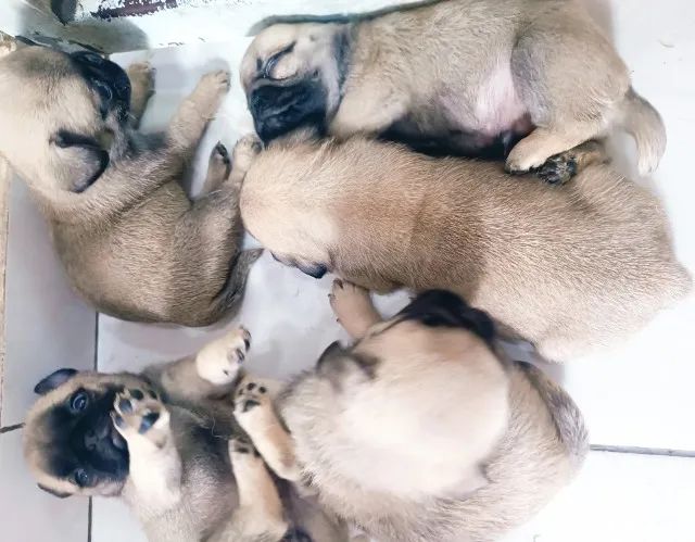 Filhotes de Pug disponíveis  - Foto 6