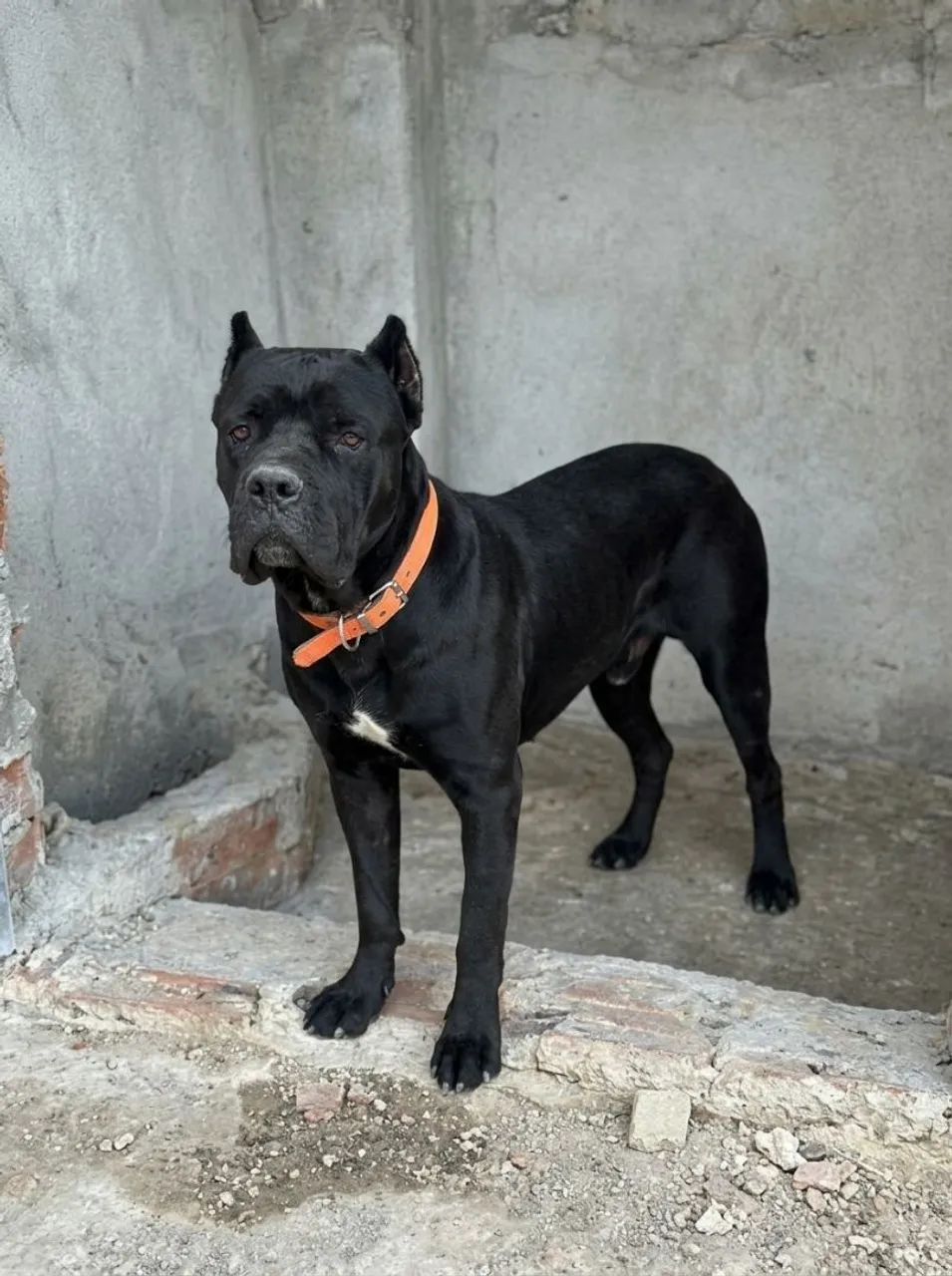 CANE CORSO 