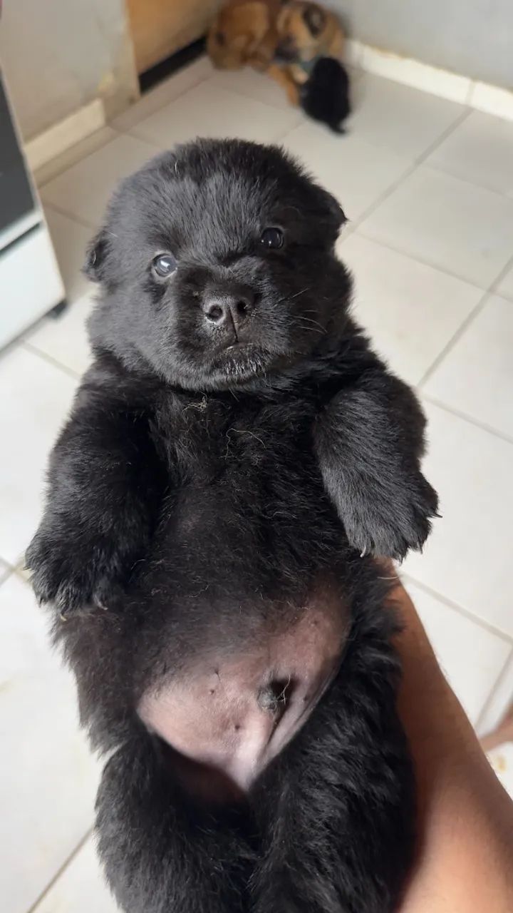 Filhotes de Chow Chow - Foto 5