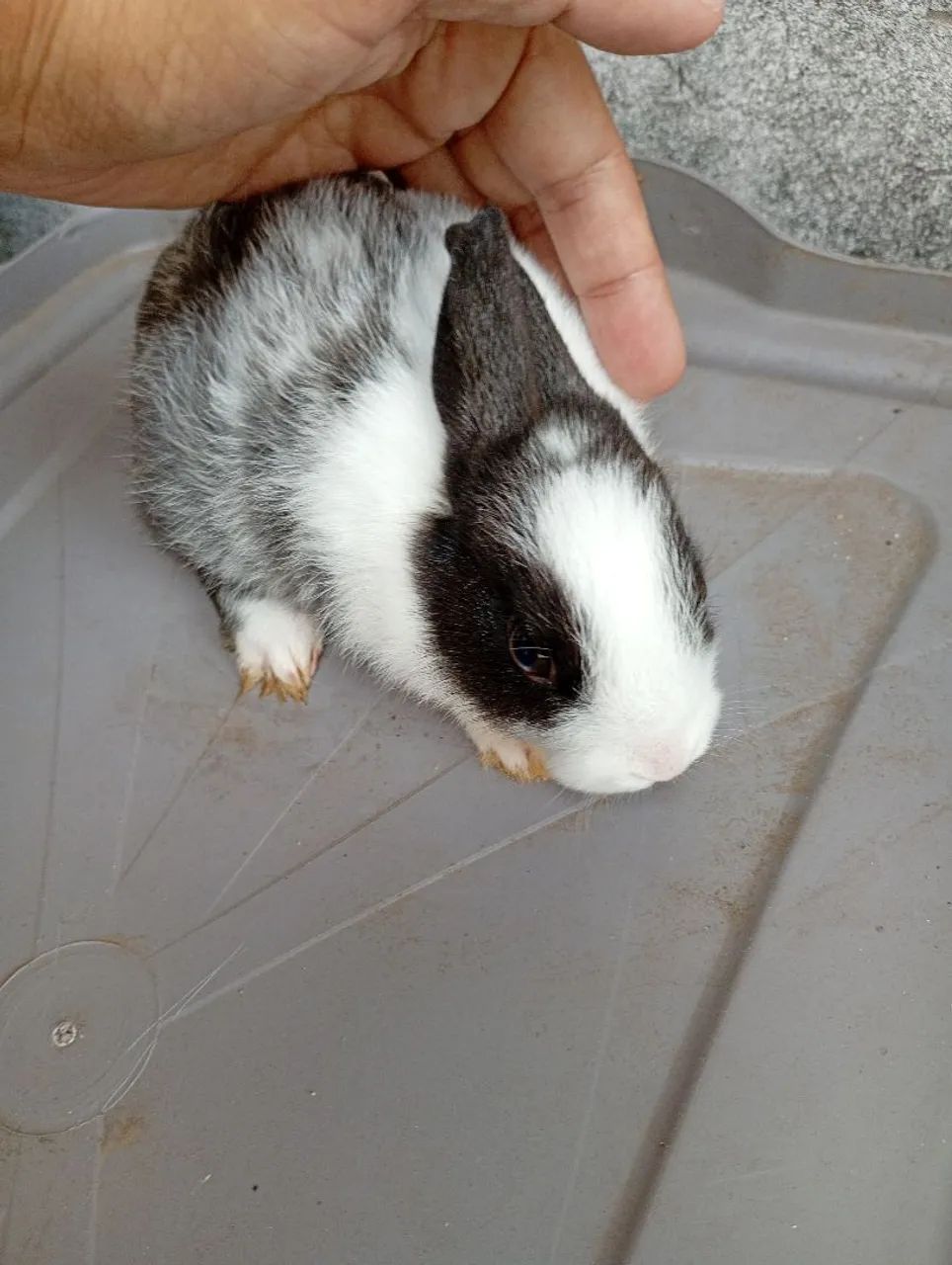 Vendendo 1 filhotes 1 mãe coelha  mini  Netherlands anão  - Foto 6